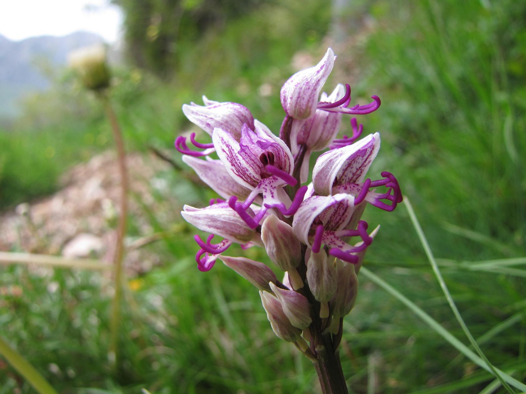 Le nostre prime orchis & ophrys